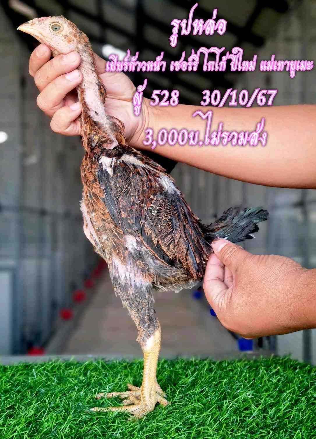 noomrongmee