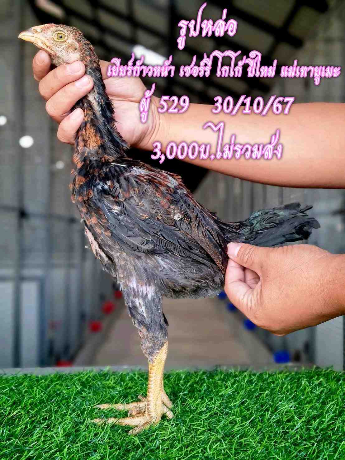noomrongmee